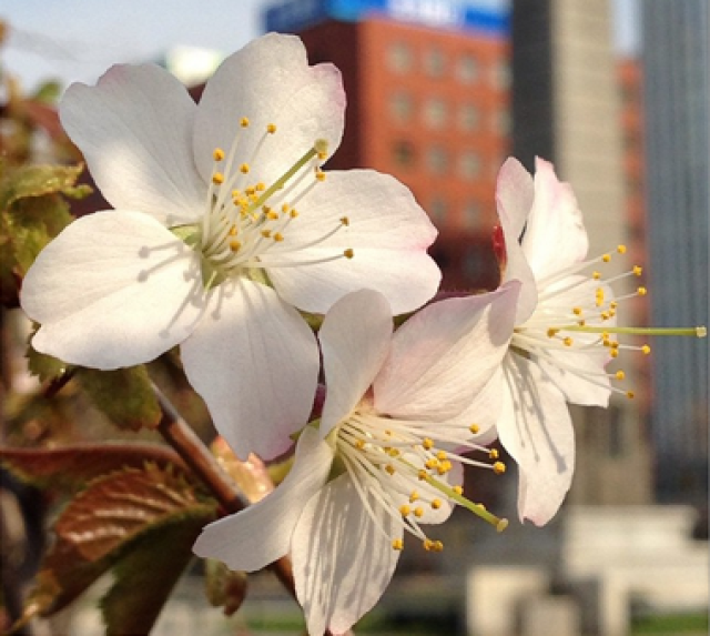 Hokkaido Cherry Blossoms