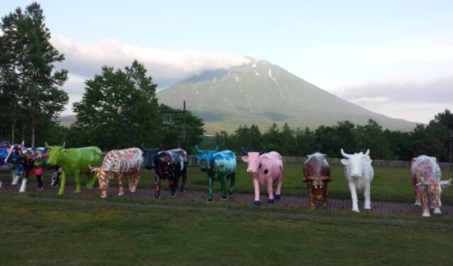 cowss