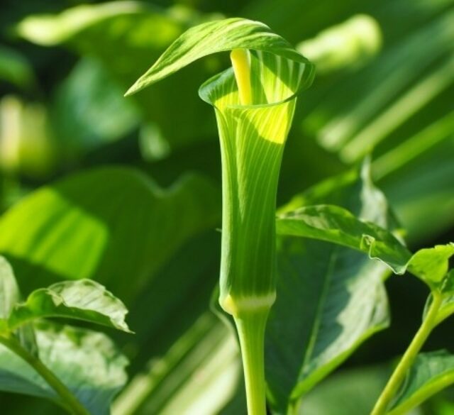 Cropped Kourai Tennanshou