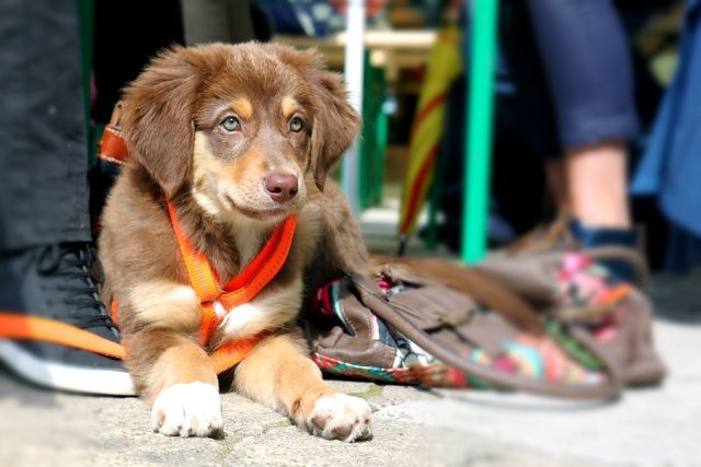 Dog 1912727 960 720