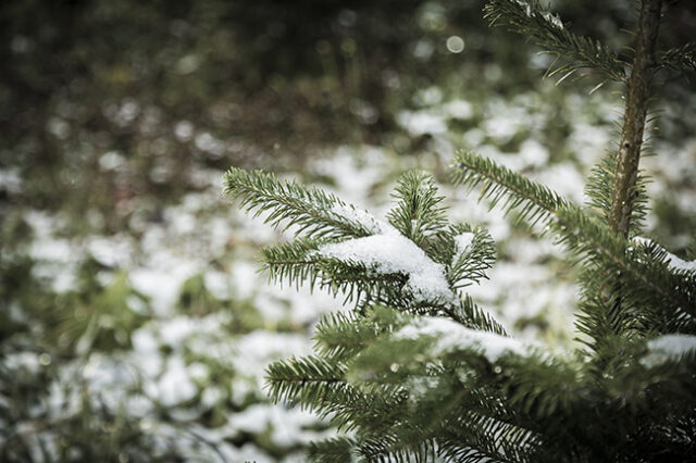 First Snow2