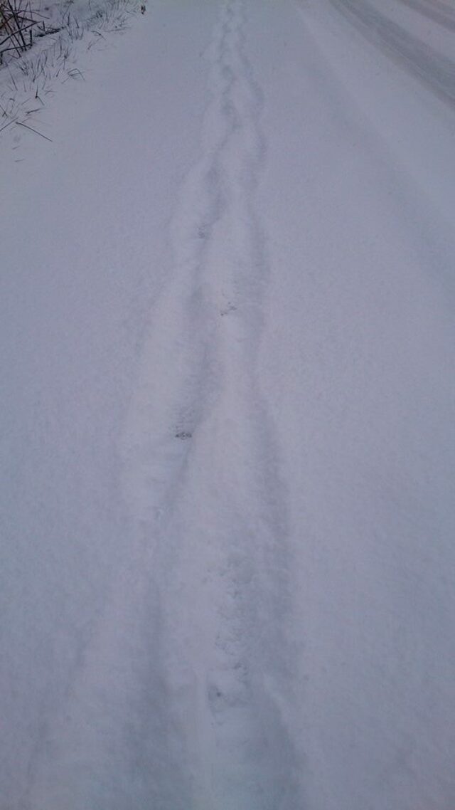first tracks