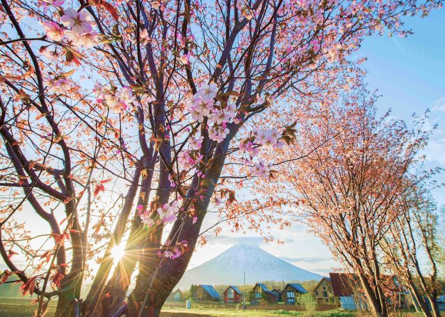 Hirafu2