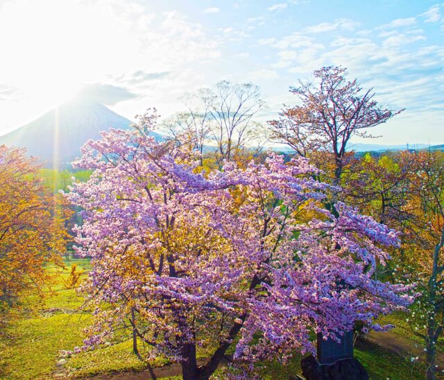 Niseko Toukeien3
