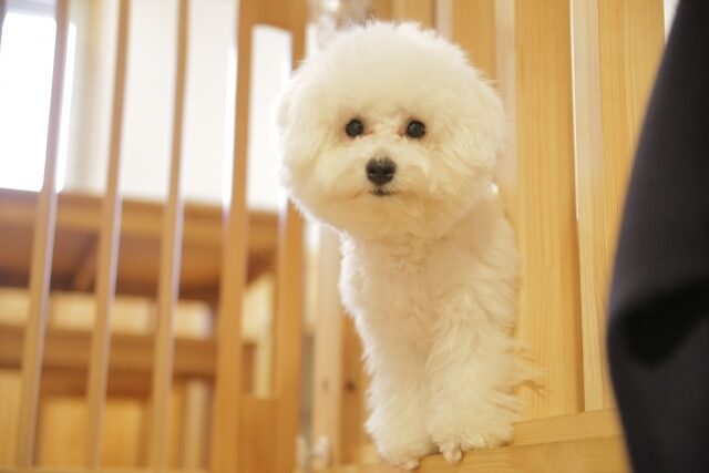 Pet friendly accommodation dog image00002