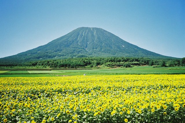 Summer Yotei Sunflowers Farmland
