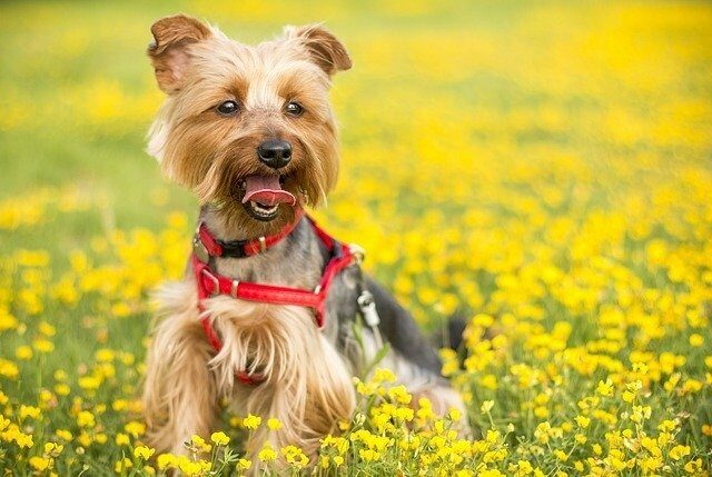 Terrior puppy in flower field