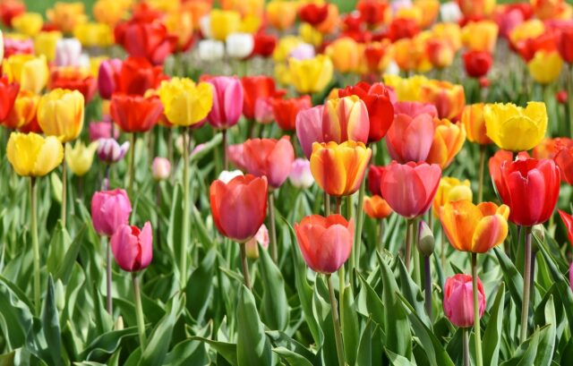 Tulips Pixabay