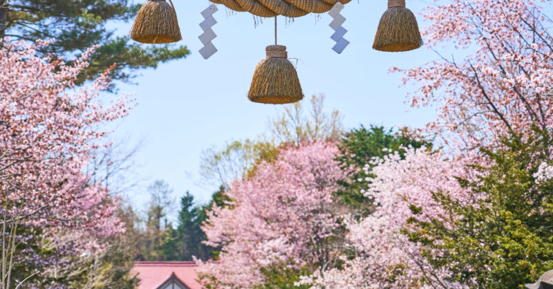 20240502_Niseko_Cherry_Blossom