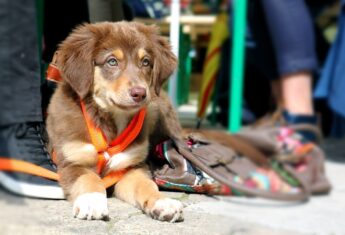 Dog 1912727 960 720