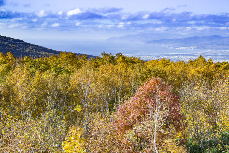 Panorama Line With Autumn Trees