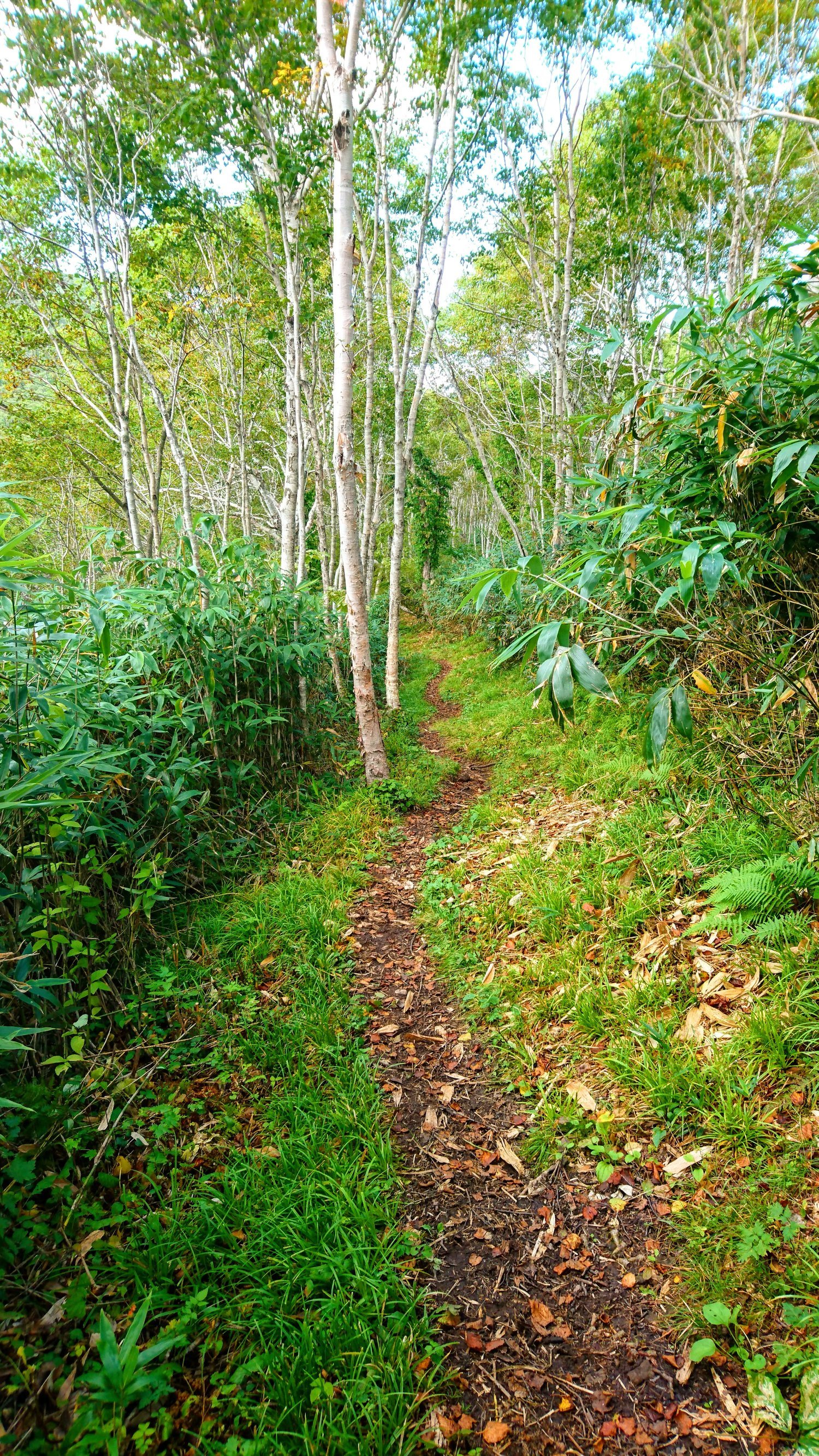 Rsz Mt Shirakaba Shakunage Numa Hike Trail With Shirakaba