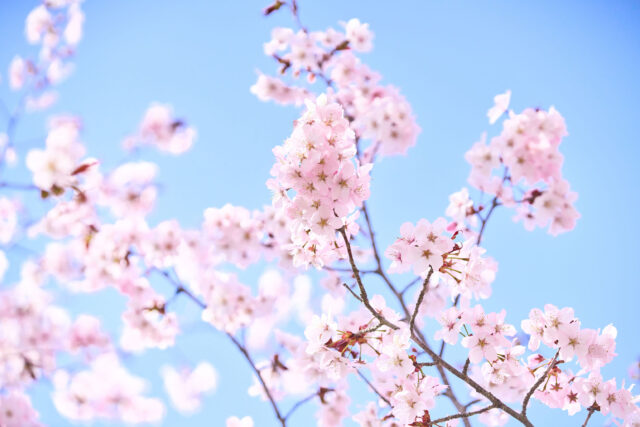 20240502 Niseko Cherry Blossoms Stock DSC7884 Lores 5