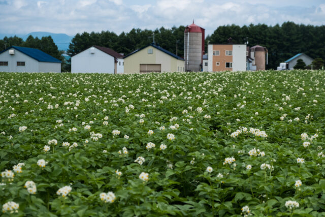 Fresh Farm Produce