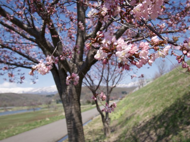 Spring Sakura April 2023 11
