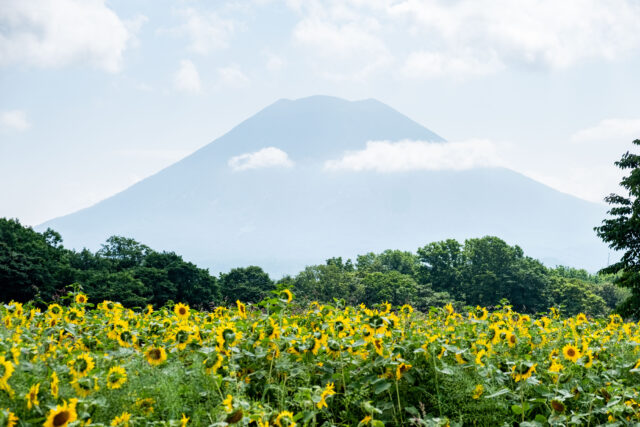 Sunflowers Yotei