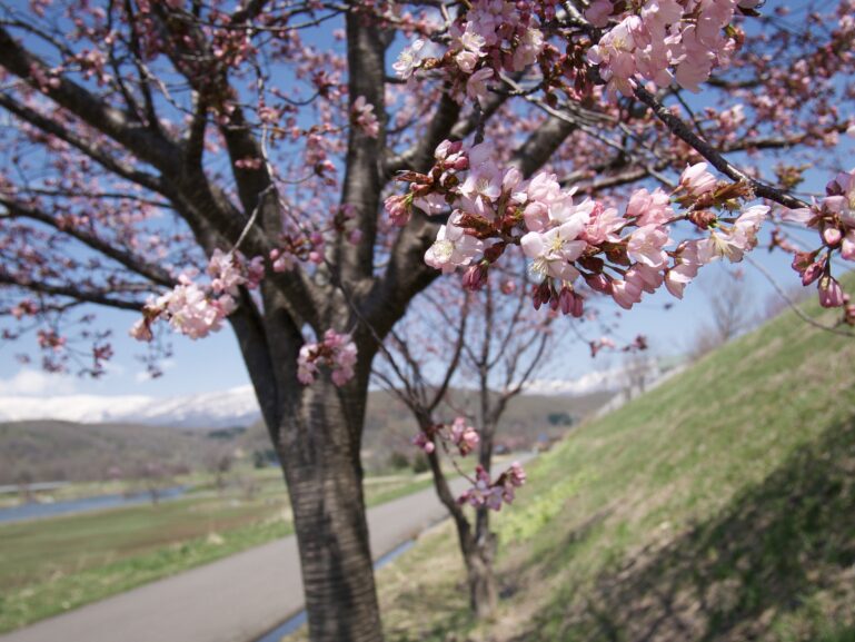 Spring Sakura April 2023 11